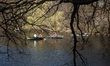 People enjoying spring cherry blossom in Central Park,New York city. 