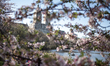 People enjoying spring cherry blossom in Central Park,New York city. 