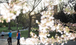 People enjoying spring cherry blossom in Central Park,New York city. 