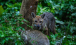 A rare scene of a wild golden jackal (Canis aureus) and a domestic cat eating together in...