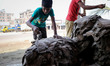 Oct 01, 2015 - Dhaka, Bangladesh - Workers are busy to process cattle skin in Tannery. It’...