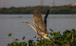A grey heron bird (Ardea cinerea), locally called cangak abu flies over the north coast at...