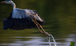 A heron bird (Ardea cinerea), locally called cangak abu splashes water as it takes off on...
