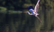 A grey heron bird (Ardea cinerea), locally called cangak abu flies over the north coast at...