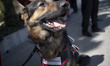 An Iranian Red Crescent Society search and rescue dog stands on an area in southern Tehran...