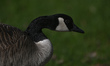 A head of an adult Canadian goose grazing beside a pond in the South of Edmonton.On Monda...