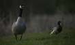 An adult Canadian goose and a male Mallard duck seen near a pond in the South of Edmonton....