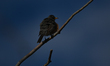 An adult American robin sitting on a tree branch near a pond in the South of Edmonton.On...