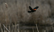 An adult male Red-winged blackbird flies over a pond in the South of Edmonton.On Monday,...