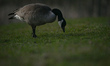 An adult Canadian goose grazing beside a pond in the South of Edmonton.On Monday, May 9,...