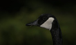 A head of an adult Canadian goose grazing beside a pond in the South of Edmonton.On Monda...