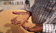 A trader checks the quality of wheat at a wholesale grain market near Sonipat, on the outs...