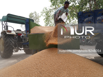 A labourer unloads grains of wheat from a tractor trolley at a wholesale grain market near Sonipat, on the outskirts of New Delhi, India on...