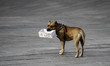 Dog on Independence Square raises money for food Kiev, Ukraine, on 5th October 2015.
On I...