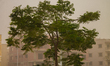 Sandstorm swept through the city of Cairo and Egyptian provinces on October 6, 2015 withou...