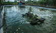 The technology area for mini-scale cultivation of plastic shrimp farming Litopenaeus vanna...