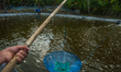 A resident transports a surveillance net for Litopenaeus vannamei (pacific white shrimp) s...