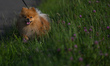 Andrzej, a six-year-old Pomeranian dog walking on the grass near the Wawel Royal Castle.O...
