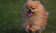 Andrzej, a six-year-old Pomeranian dog running on the grass near the Wawel Royal Castle.O...