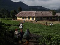Farmers pick tea leaves at a tea plantation in Tugu Utara Village, Regency Bogor, West Java province, Indonesia on 2 June, 2022. (