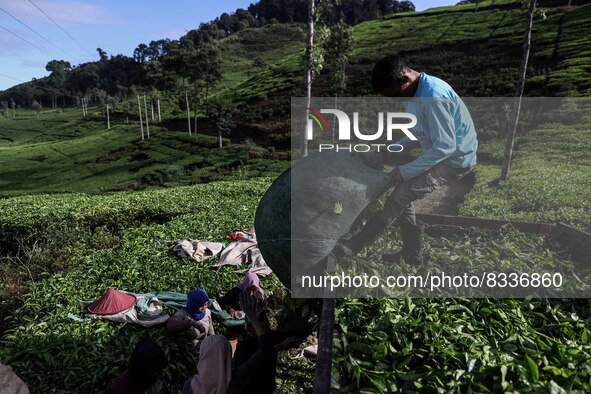 Farmers load tea leaves onto a truck to be taken to the factory at a tea plantation in Tugu Utara Village, Regency Bogor, West Java province...