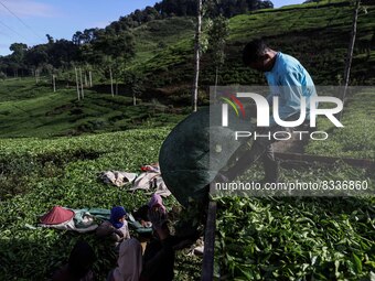 Farmers load tea leaves onto a truck to be taken to the factory at a tea plantation in Tugu Utara Village, Regency Bogor, West Java province...