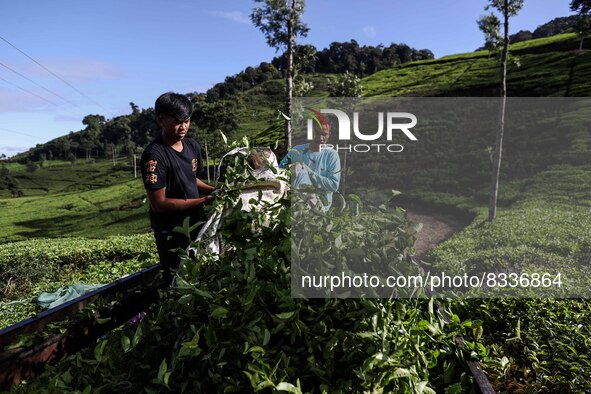Plucked tea leaves are loaded into a truck to be taken to the factory at a tea plantation in Tugu Utara Village, Regency Bogor, West Java pr...