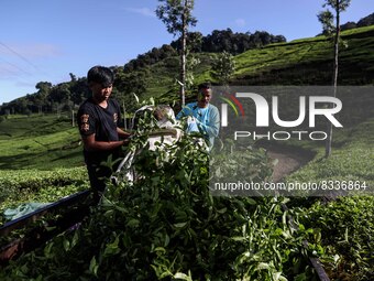 Plucked tea leaves are loaded into a truck to be taken to the factory at a tea plantation in Tugu Utara Village, Regency Bogor, West Java pr...