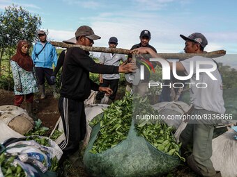 Farmers weigh their harvest of tea leaves at a tea plantation in Tugu Utara Village, Regency Bogor, West Java province, Indonesia on 2 June,...
