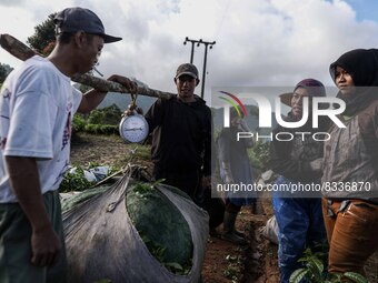 Farmers weigh their harvest of tea leaves at a tea plantation in Tugu Utara Village, Regency Bogor, West Java province, Indonesia on 2 June,...