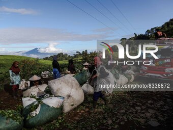 Farmers gather to weigh the plucked tea at a tea plantation in Tugu Utara Village, Regency Bogor, West Java province, Indonesia on 2 June, 2...