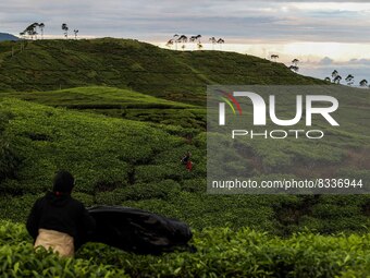 Farmers pick tea leaves at a tea plantation in Tugu Utara Village, Regency Bogor, West Java province, Indonesia on 2 June, 2022. (