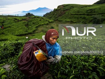 A farmer picks tea leaves at a tea plantation in Tugu Utara Village, Regency Bogor, West Java province, Indonesia on 2 June, 2022. (