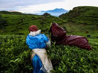 A farmer picks tea leaves at a tea plantation in Tugu Utara Village, Regency Bogor, West Java province, Indonesia on 2 June, 2022. (