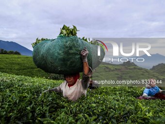 A farmer carries her stuffed bags with freshly hand-picked tea leaves at a tea plantation in Tugu Utara Village, Regency Bogor, West Java pr...