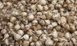 Fresh garlic displayed at the garlic market in the Poombarai Village in Kodaikanal, Tamil...