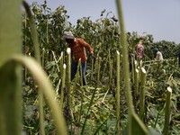 Farm workers harvest sunflower produce at a farm in Shahbad, Haryana, India on Tuesday, June 7, 2022. India has allowed tax cuts on some edi...