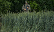 A ukrainian soldier in his pòsition surrounded of wheat plants near the frontline of the Z...