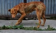 A dog looks on as Cats hide under the main gate of a residential House in New Colony Sopor...