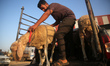 A Palestinian sheep vendor shows his livestock to buyers at a livestock market, in Deir al...