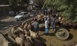 Salespersons and shoppers talk to each other as they stand next to a flock of sheep during...