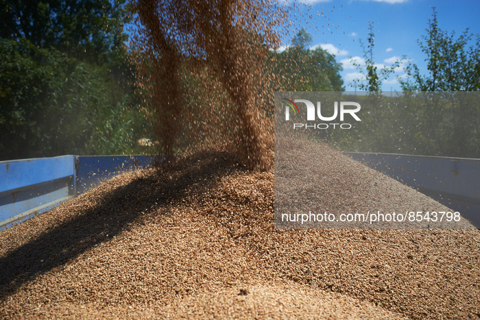 Wheat Harvest In France 