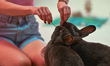 Natalia feeds rabbits during their 'siesta' time inside the Bunny Cafe in Krakow.Natalia...