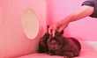 Two of the many domestic rabbits seen in Krakow's 'Bunny Cafe'.Natalia Orlinska, an advoc...