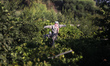 Scarecrows installed in a vineyard in Gaza City, on July 17, 20220.  