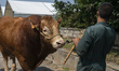 A participant takes his cow to the auction of Limousine breed cows, an activity that takes...