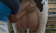 A farmer checks the udders of a dairy cow of the Friesian breed in one of the contests tha...