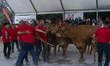 A rancher celebrates his victory in one of the limousine cow competitions held during the...