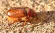 June bug (Phyllophaga) in Toronto, Ontario, Canada, on July 14, 2022. 