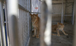 A lion and a lioness are seen  at nama zoo in Gaza city on July 20, 2022. 